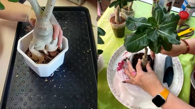 ?Оазис миссис Смит? и ?Зеленая жизнь? Совместная пересадка адениумов.