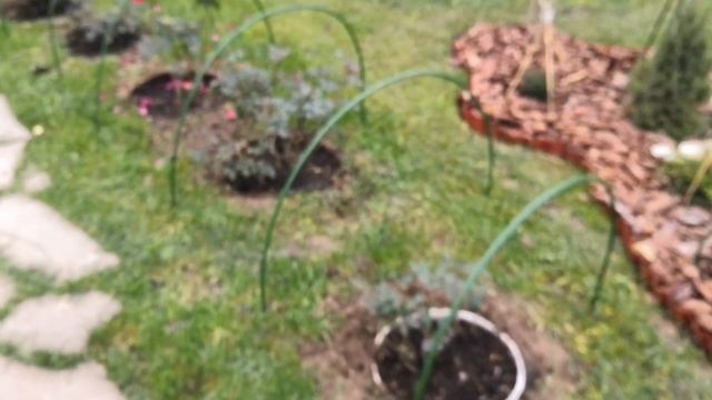 Борьба со слизнями. Мешковина для хвойных. Новое кресло. Розы в конце октября подмосковье. смотреть онлайн