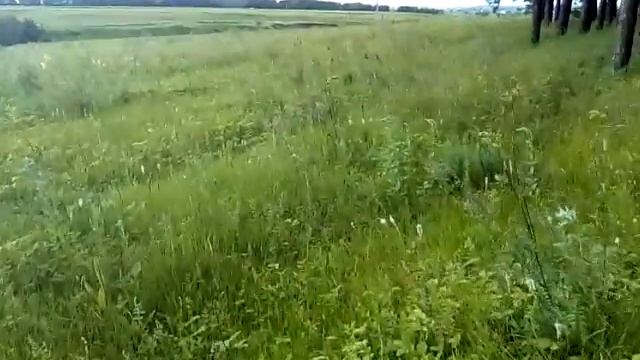 В лес за грибами ?! смотреть онлайн