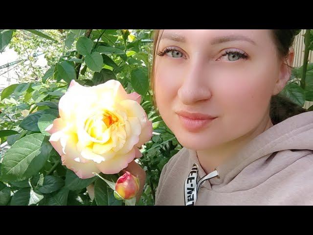 ЛПХ "Розы Бушес". Ксения Занимаемся выращиванием саженцев роз и др. растений Сайт rosebushes.ru смотреть онлайн