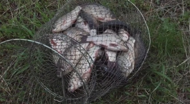 Рыбалка хутор Новая Пролетарка на КМВ.