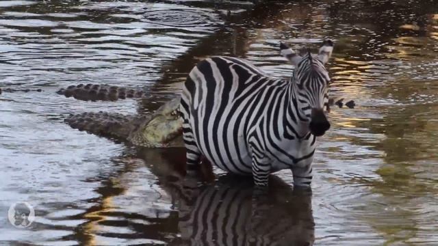 Crocodile Attacks Zebra | Safari Serengeti National Park | Real Wildlife Documentary Animal Attack смотреть онлайн