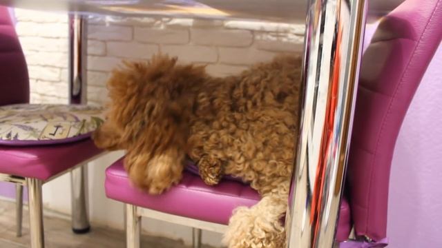 Vlog 2 дня: ПОСЫЛКА ● Выбираю новую камеру ● Моя собачка ПАЛЬМА ● Ремонт обои ● Винтажная фоторамка