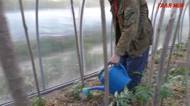 Первая подкормка томатов смотреть онлайн