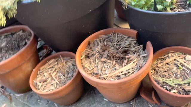 Prepping The Container Garden For A Cold Snap | The Reckless Garden