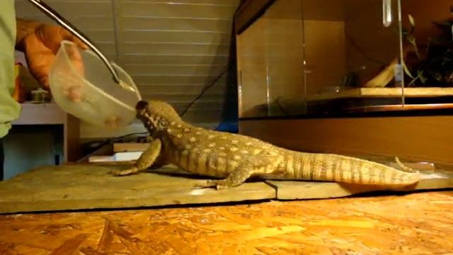 Savannah Monitor Lizard XR2 12" To 24" In 9 Weeks смотреть онлайн