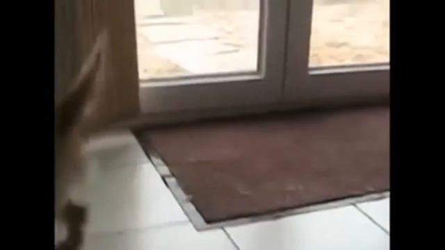 Самые смешные животные Где ноги помыть Funny animals смотреть онлайн