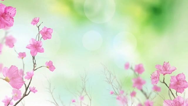 Pink flowers blossom ? background video смотреть онлайн