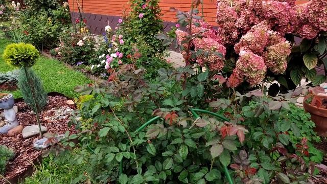 Пересадки, переделки в саду. Розы на вылет. Пересадки. Горечавки по 100р. Мискантус. обзор сада смотреть онлайн