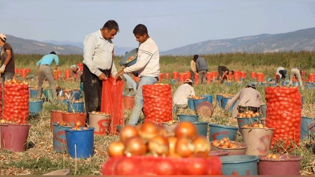 Rüyada Soğan Toplamak ne anlama gelir? смотреть онлайн