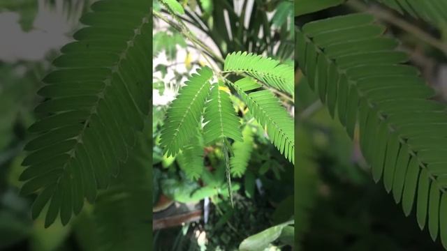Mimosa pudica - The humble plant смотреть онлайн