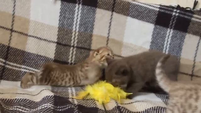 Chocolate Scottish Fold & Straight Kittens (шоколадные шотландские вислоухие котята)