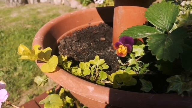 Нубийские козы. Вербейник монетчатый. Отдых. смотреть онлайн