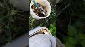 Удобрение из хлеба