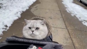 Meowing british shorthair cat Apollo goes for a walk in Chicago