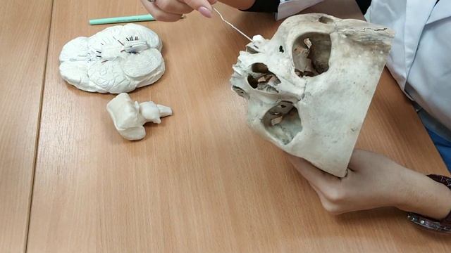 12 пар черепно-мозговых нервов смотреть онлайн