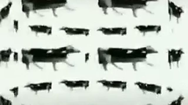 //Dancing cow/Танцующая корова// смотреть онлайн