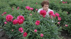 Пион Felix Supreme