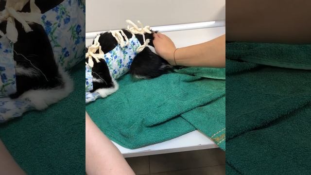 Ветклиника  SAS  кошка Валюша заболела