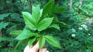 Бутень ароматный - вкусный двойник сныти/ Бутень запашний/ Chaerophyllum aromaticum