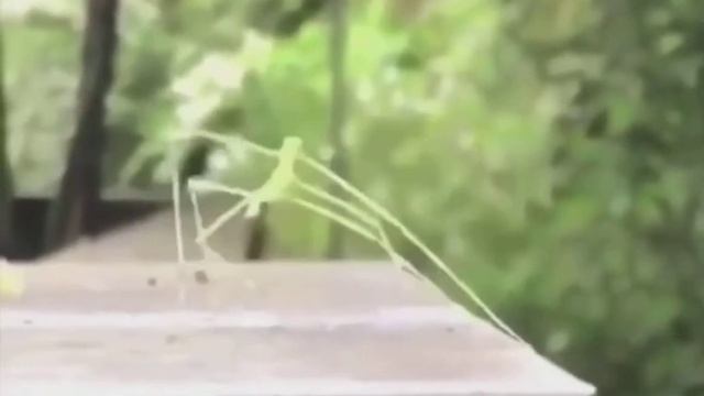 ПАЛОЧНИК СОШЕЛ С УМА НАЧАЛ ЖОСТКО ФЛЕКСИТЬ ПОД МУЗЫКУ С БИИ СВОРМА!!! (ШОК)??? смотреть онлайн