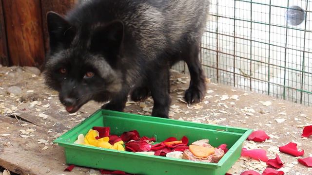 Завтрак в лепестках роз. Лисица. Правильный завтрак. Оформление имеет значение. В МИРЕ ЖИВОТНЫХ! смотреть онлайн