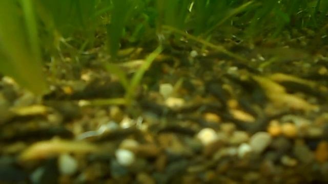 кормление малышей анцитрусов (а также гуппи и даже маленький пандёныш) смотреть онлайн