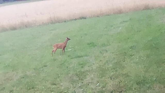 Самка косули. Наблюдения егеря смотреть онлайн