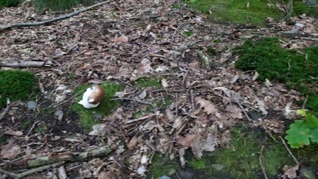 Les forêts du Luxembourg II смотреть онлайн