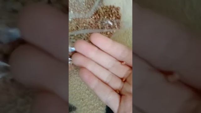 употребляю во внутр гречку в сыром виде смотреть онлайн