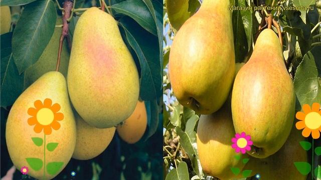 Груша обыкновенная, лекарственная. Краткий обзор, описание характеристик Pyrus чижовская - лада