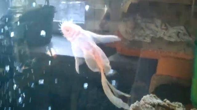 Анциструс вуалевый золотой.Ancistrus Dolichopterus Var.gold