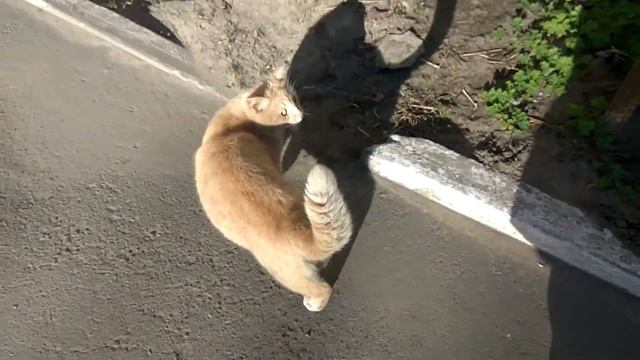 Уличный кот после обеда направился к себе в подвал смотреть онлайн
