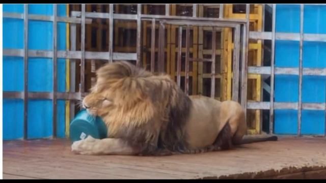 ЛЬВА уносит в ОКЕАН, ПАМАГИТЕ))) смотреть онлайн