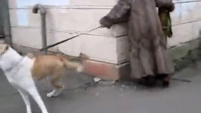 Алабай увидел дворняжку смотреть онлайн