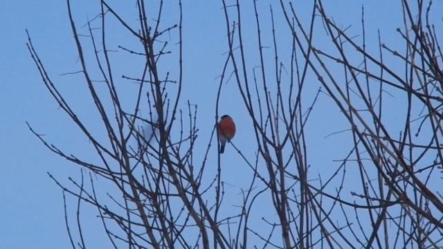 Снегирь ест почки клёна смотреть онлайн