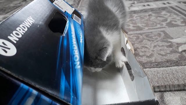 Лиза и Виктория и их милые котята смотреть онлайн