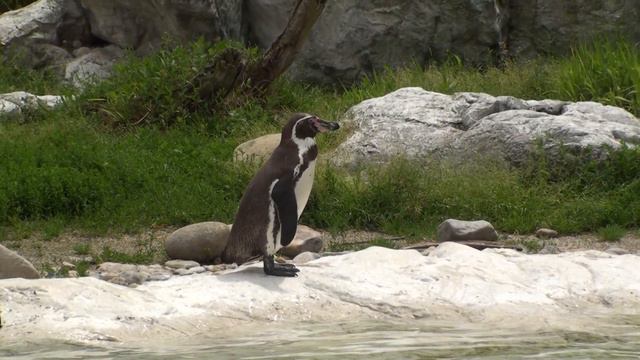 Шёнбрунн-Пингвины смотреть онлайн