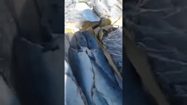 Разморозка рыбы во владике