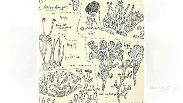 Cladonia farinacea - fungi kingdom смотреть онлайн