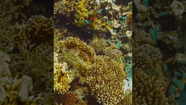 Шарм эль Шейх отдых в Египте 2021 Красивый коралловый риф. Красное море смотреть онлайн