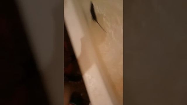 Джесси купается крыса в ванной смотреть онлайн
