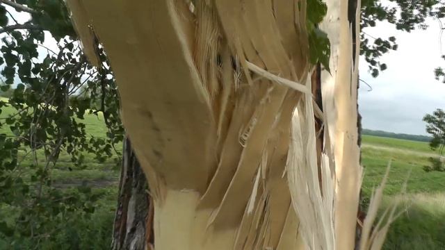 ЭТО БЫЛА ОНА,ЧАСТЬ ДЕРЕВА ПРОСТО ПОРВАЛА ВОТ ТАК СИЛА. смотреть онлайн