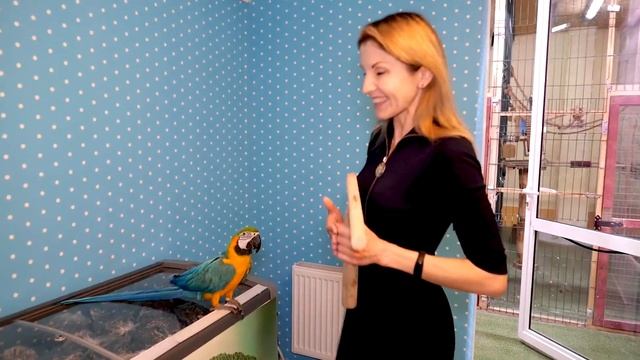 Упражнение "Палочка" для попугаев . Видео про животных . Как приручить попугая ? Попугай ара. смотреть онлайн