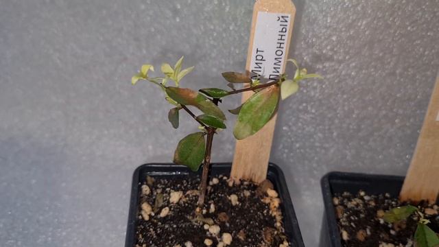 Мирт Лимонный смотреть онлайн