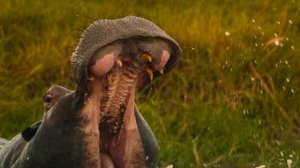 Великаны планеты 5 серия «Гиппопотам» (документальный сериал, 2023)