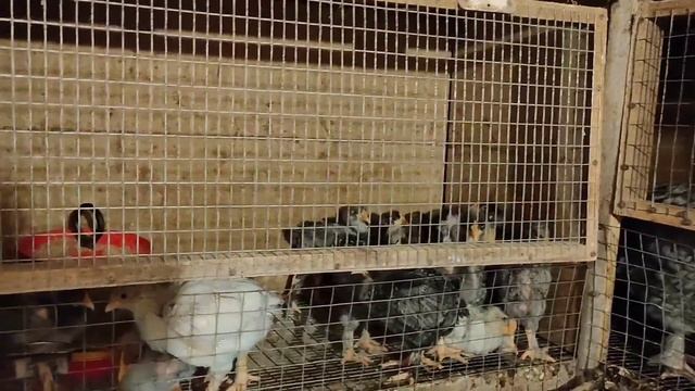 НИГДЕ НЕ ВИДЕЛИ , чтобы так хранили инкубационные яйца! Текущие дела в хозяйстве. смотреть онлайн