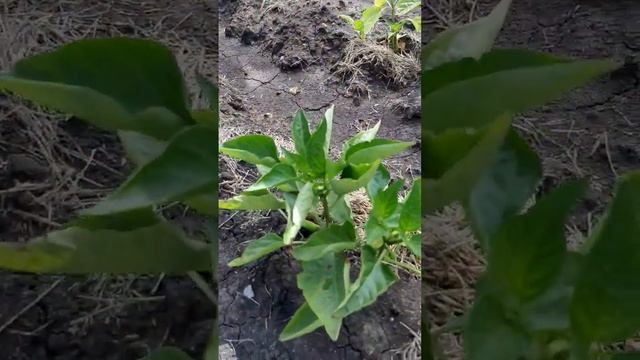 Нужно ли накрывать болгарский перец материалом? смотреть онлайн