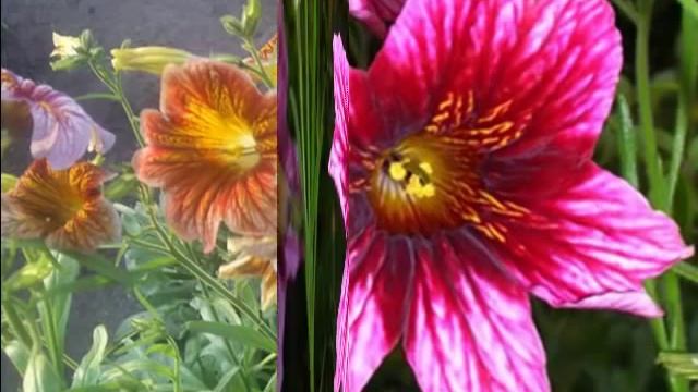 Сальпиглоссис