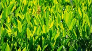 Лавровый лист: польза для здоровья человека.